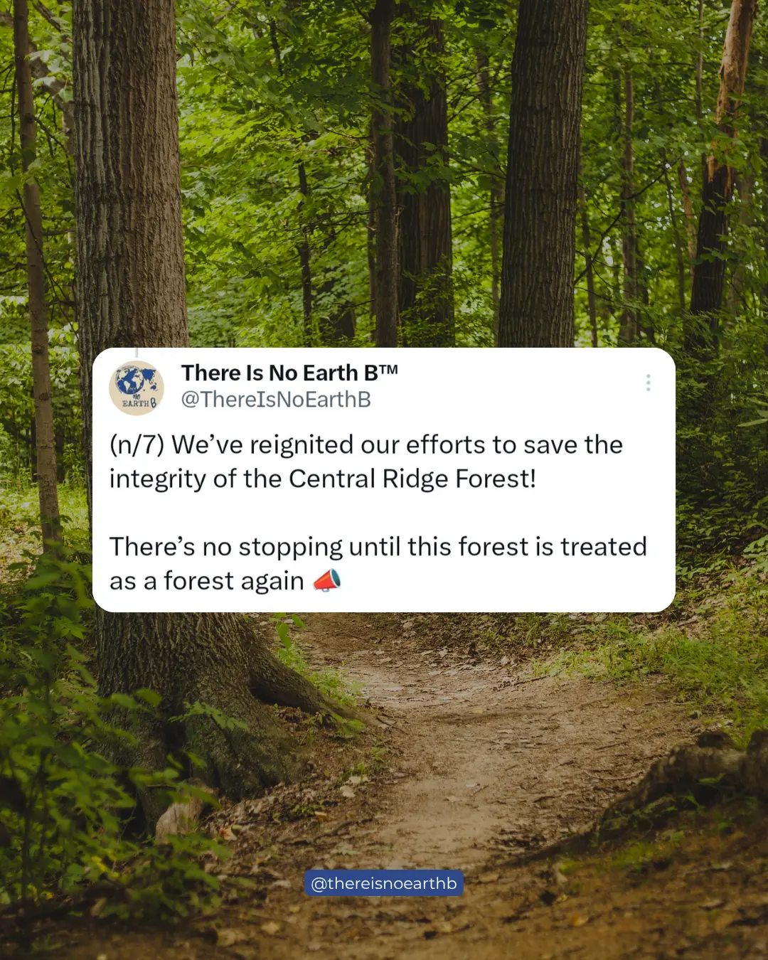 Ridge Forest image